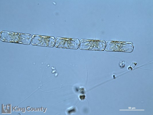 Photo of Dactyliosolen fragilissimus